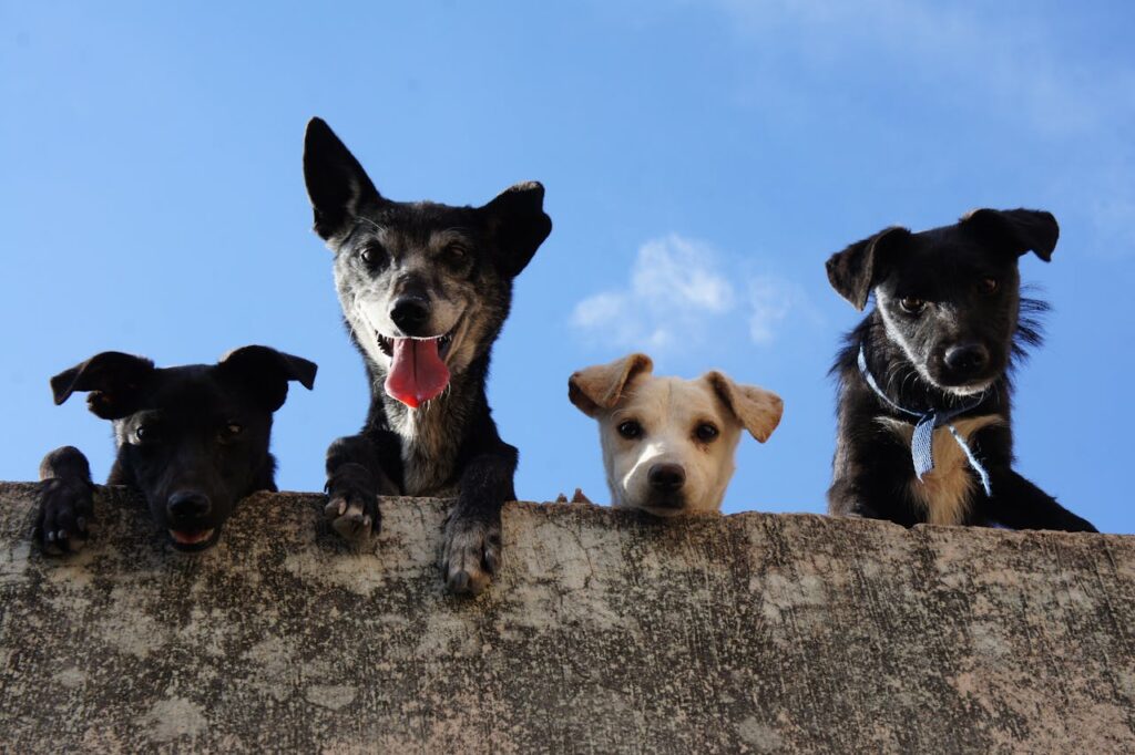 animais de estimação
